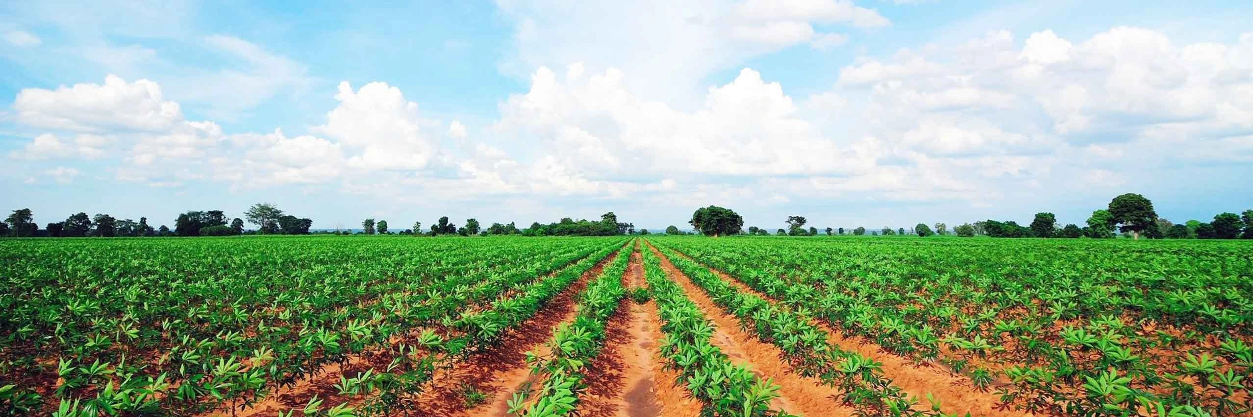 La agricultura es clave para la econom&iacute;a paraguaya, tambi&eacute;n los seguros para inversiones agr&iacute;colas